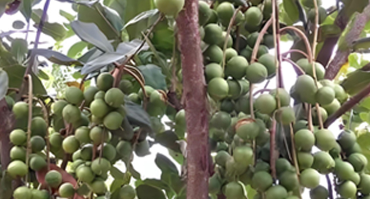 Des drones agricoles volent dans le Guangxi, aidant les Chinois à récolter des fruits gratuitement !