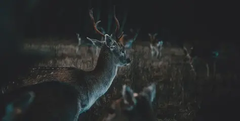 Chasse